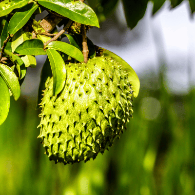 Tropical Fruit Plants